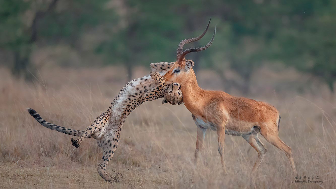 Cheetah Impala Bite Kenya Big Cats Africa Safari Masai Mara Photo Workshop