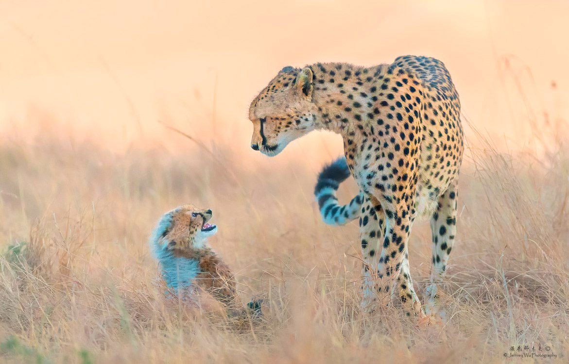 Cheetah Mom and Cub Love Kenya Big Cats Africa Safari Masai Mara Photo Workshop