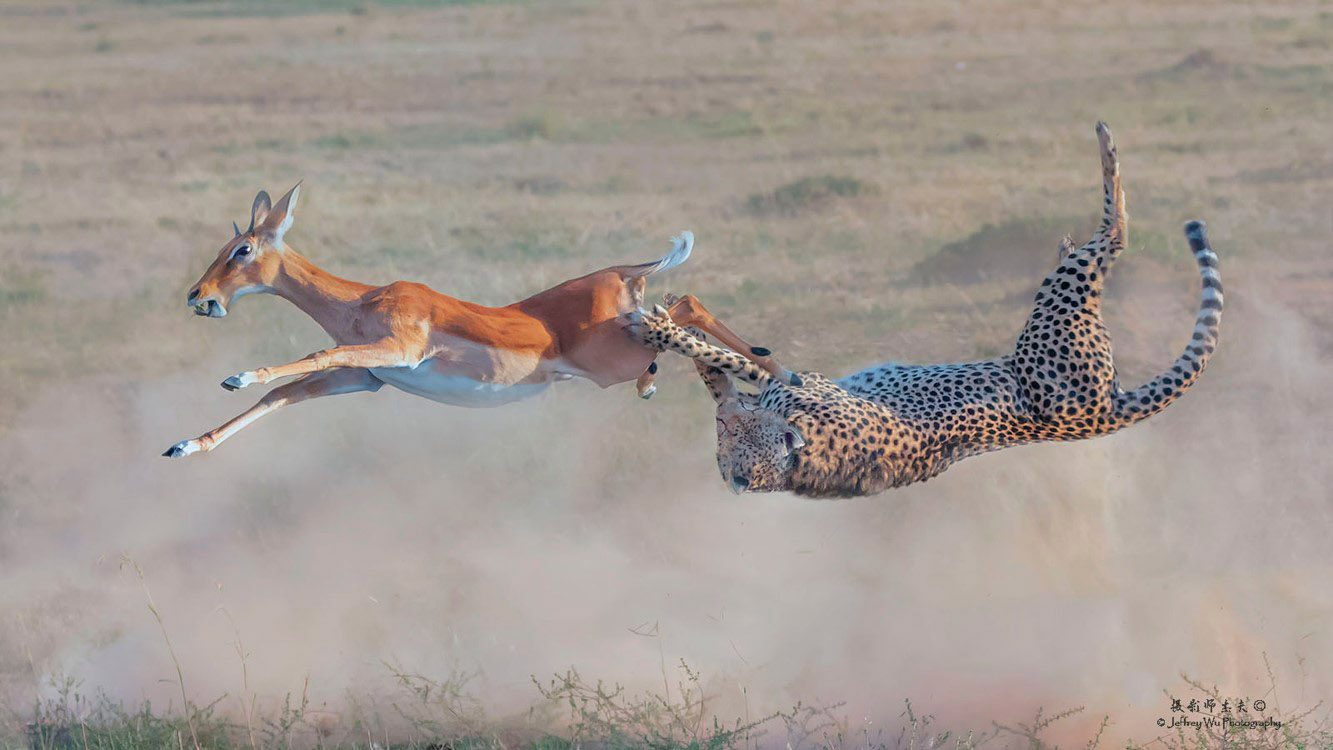 Cheetah Impala Takedown Kenya Big Cats Africa Safari Masai Mara Photo Workshop