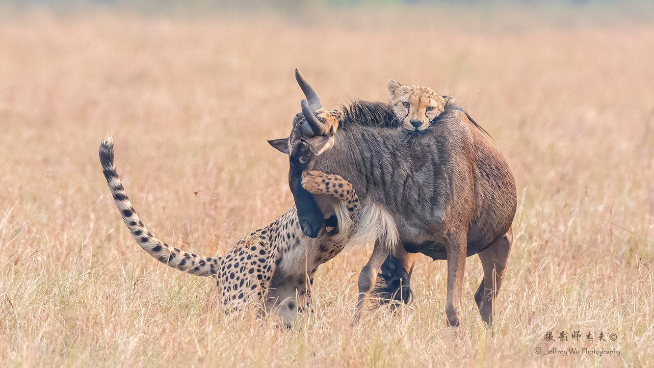Cheetah Wildebeest Kill Kenya Big Cats Africa Safari Masai Mara Photo Workshop