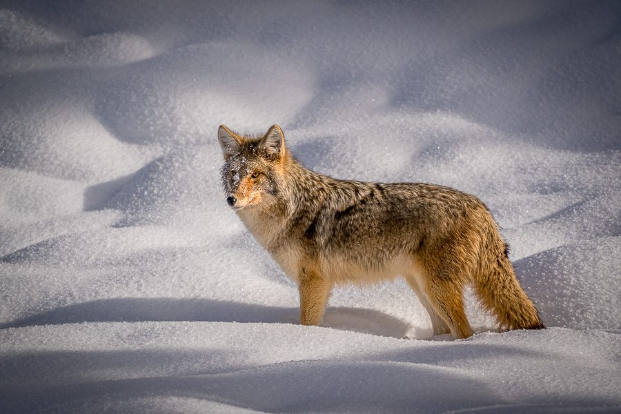 Yellowstone Winter Photo Workshop Action Photo Tours Coyote