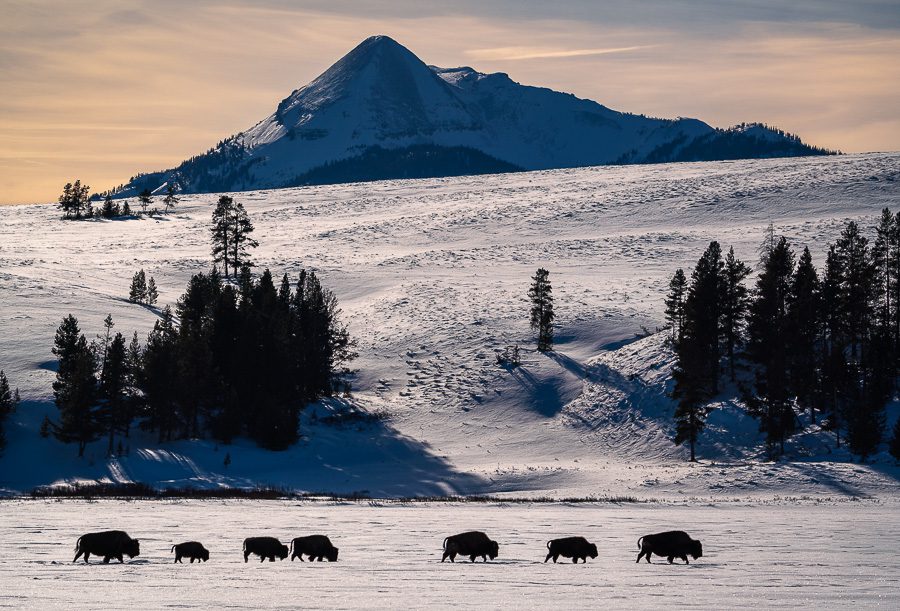 Yellowstone Winter Photo Workshop Action Photo Tours Bison Procession