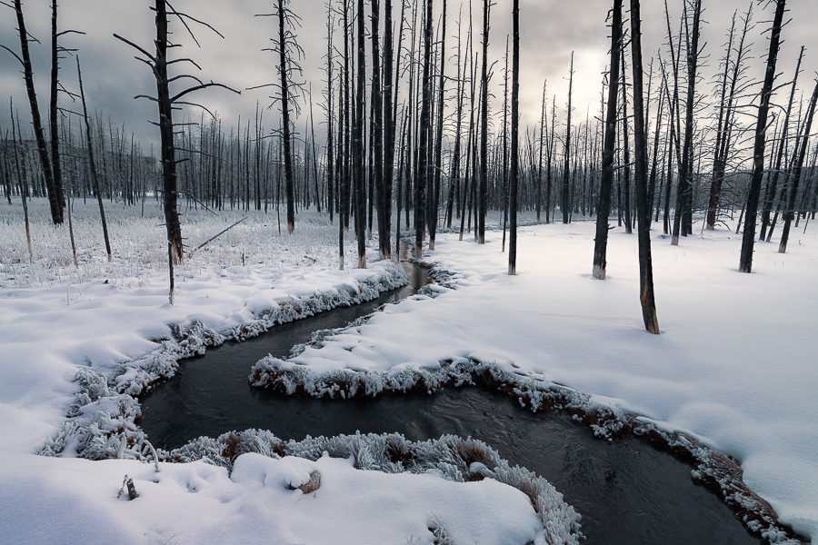 Yellowstone Winter Photo Workshop Action Photo Tours Trees