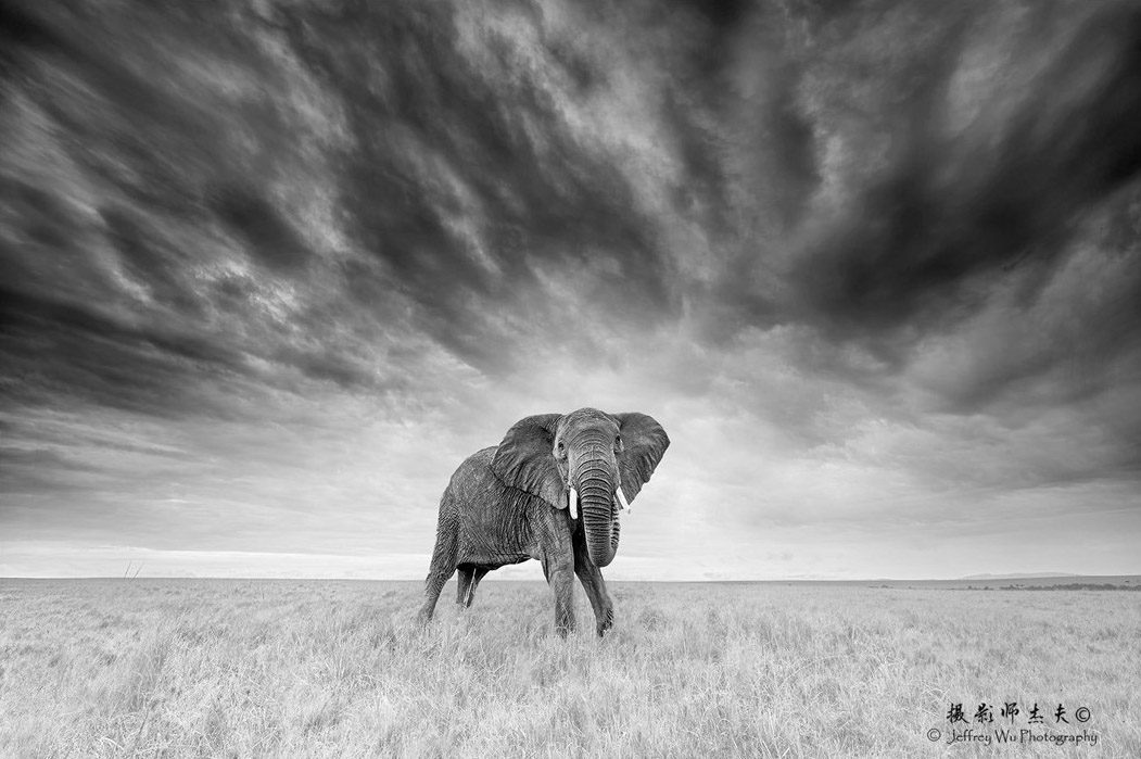 Elephant Wide Angle Dramatic Clouds Elephant Parade Kenya Africa Safari Masai Mara Wildlife Photography Workshop