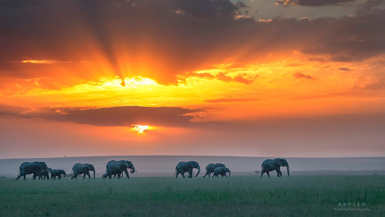 Elephant Parade Kenya Africa Safari Masai Mara Wildlife Photography Workshop