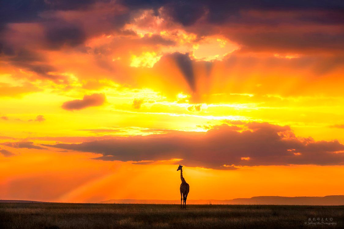 Giraffe Silhouette Kenya Africa Safari Masai Mara Wildlife Photography Workshop