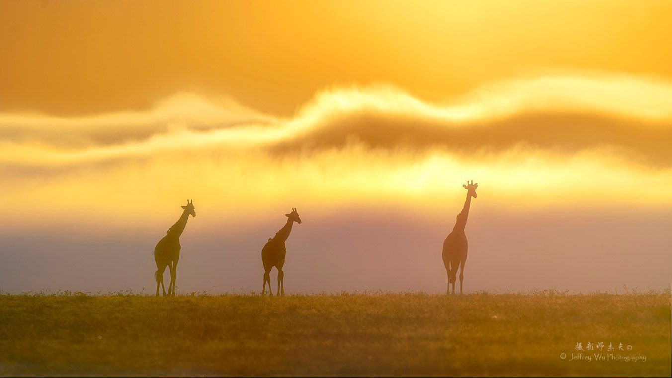 Giraffe Sunset Kenya Africa Safari Masai Mara Wildlife Photography Workshop