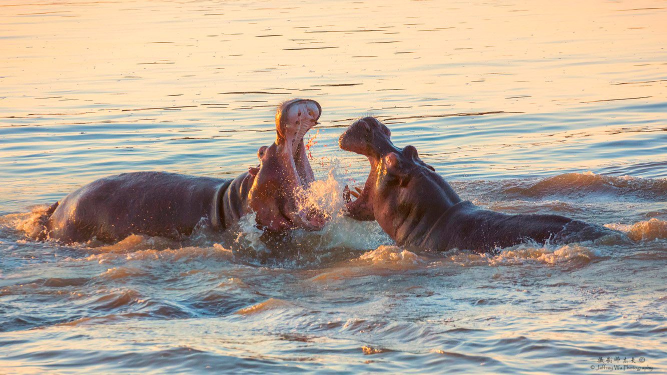 Hippo Battle Kenya Africa Safari Masai Mara Wildlife Photography Workshop