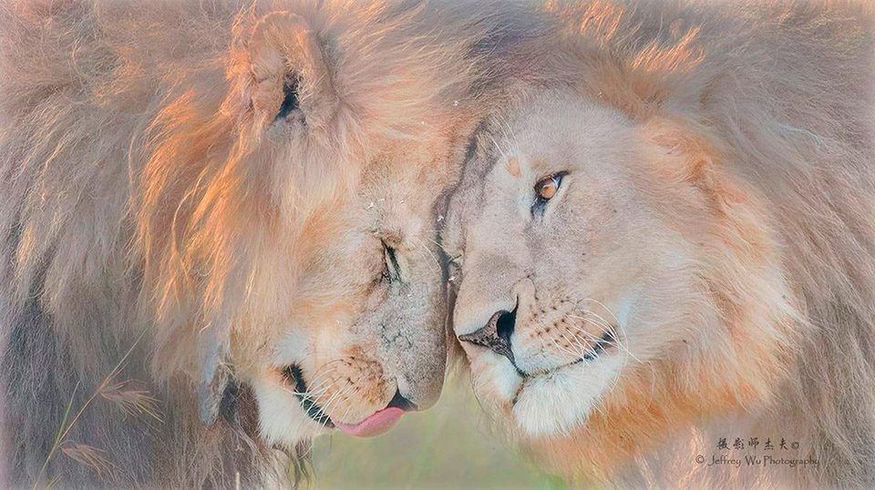 Lion Affection Kenya Big Cats Africa Safari Masai Mara Big Cats Photo Workshop
