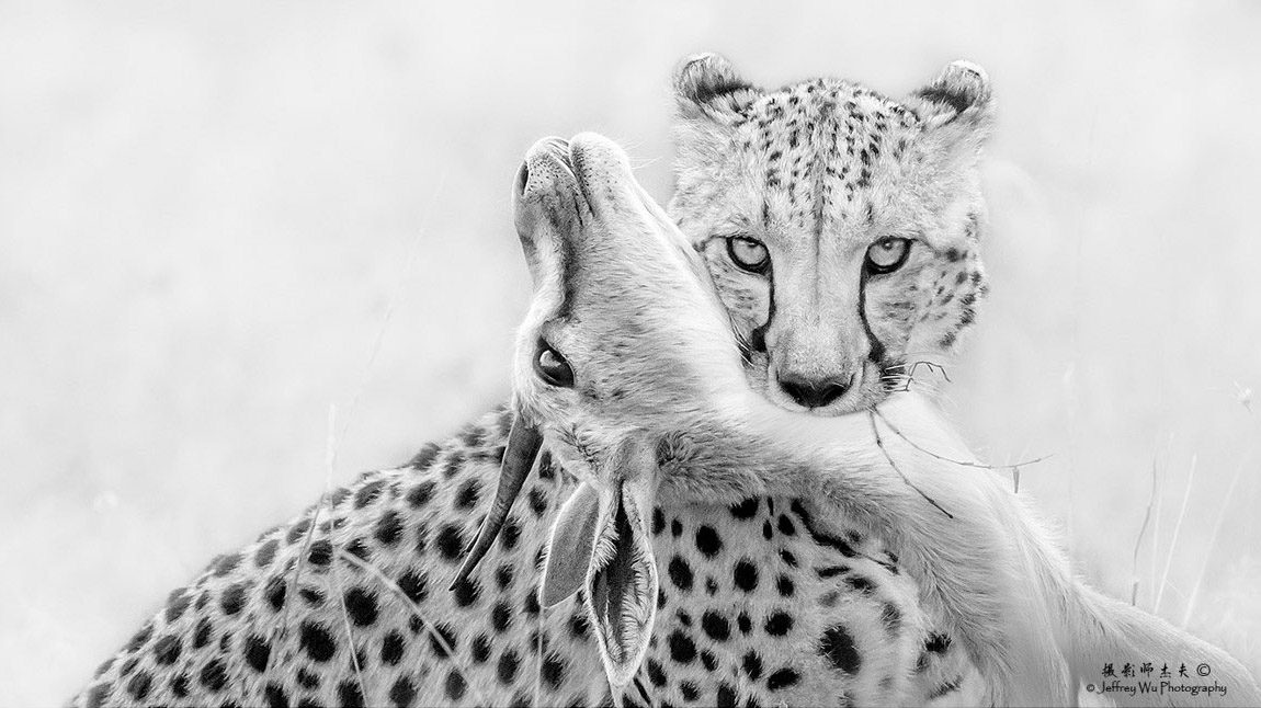 Cheetah Kill Black and White Kenya Big Cats Africa Safari Masai Mara Photo Workshop