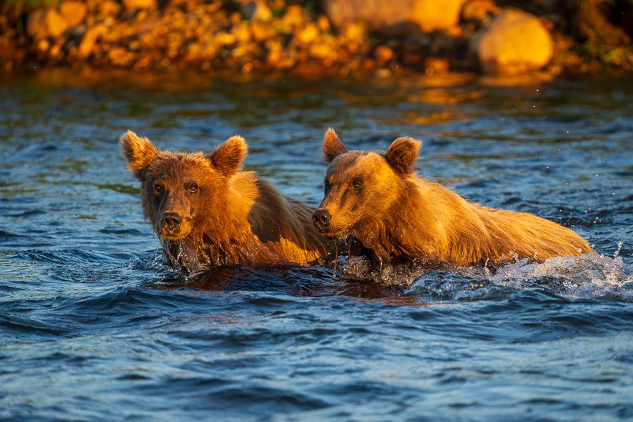 Alaska Brown Bears Photo Workshop-14 Alaska Brown Bears Photo Workshop
