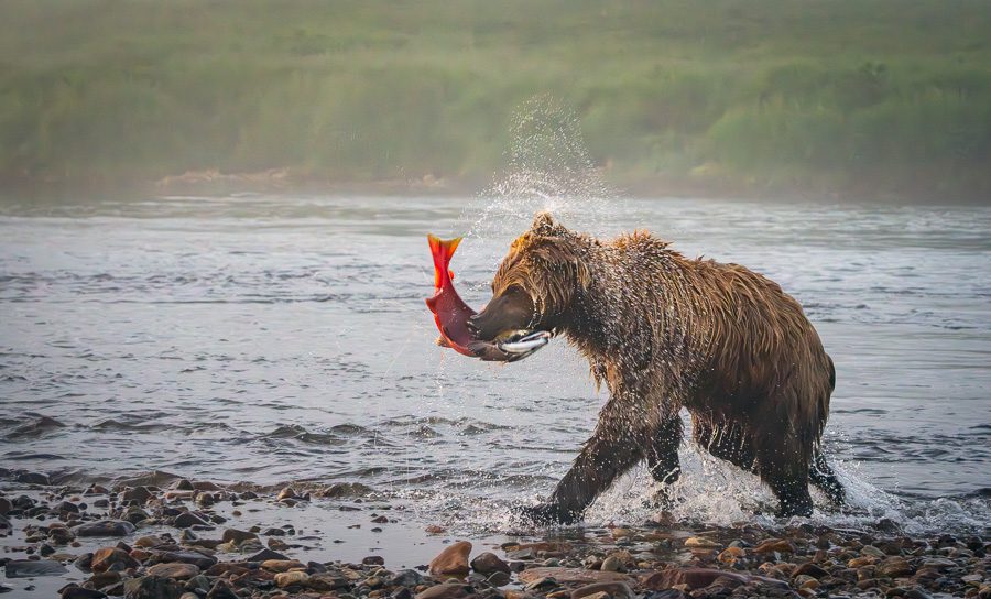 Alaska Brown Bears Photo Workshop-15 Alaska Brown Bears Photo Workshop
