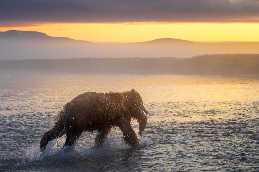 Alaska Brown Bears Photo Workshop-16 Alaska Brown Bears Photo Workshop