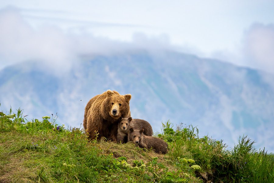 Alaska Brown Bears Photo Workshop