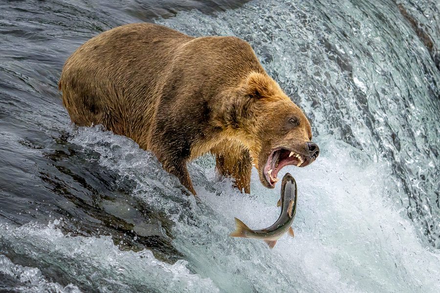 Alaska Brown Bears Photo Workshop Wildlife Photography Brooks Falls Catching Fish