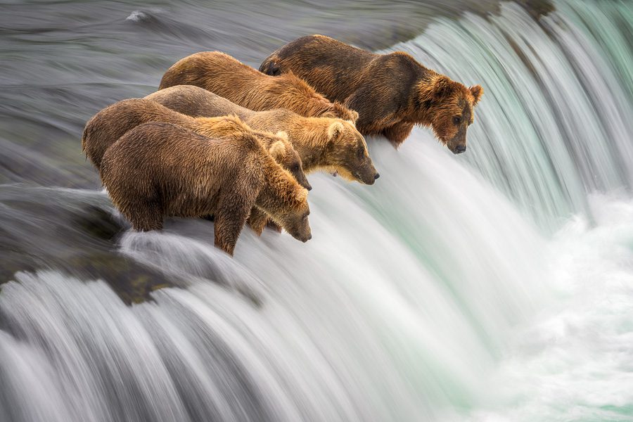Alaska Brown Bears Photo Workshop Wildlife Photography Brooks Falls Long Exposure