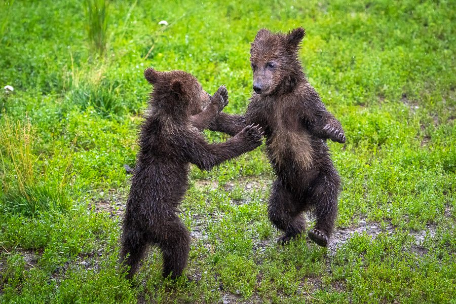 Alaska Brown Bears Photo Workshop Wildlife Photography Spring Cubs
