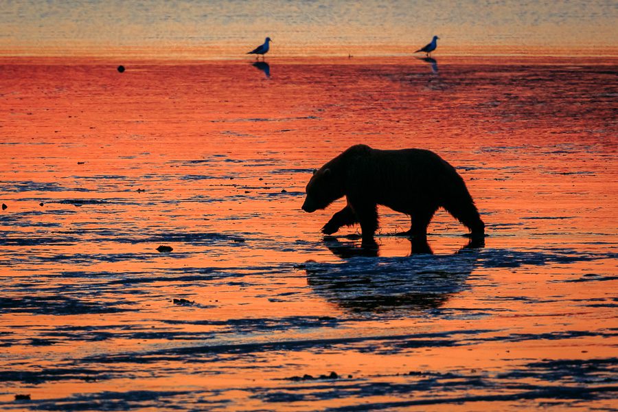 Alaska Brown Bears Photo Workshop Wildlife Photography