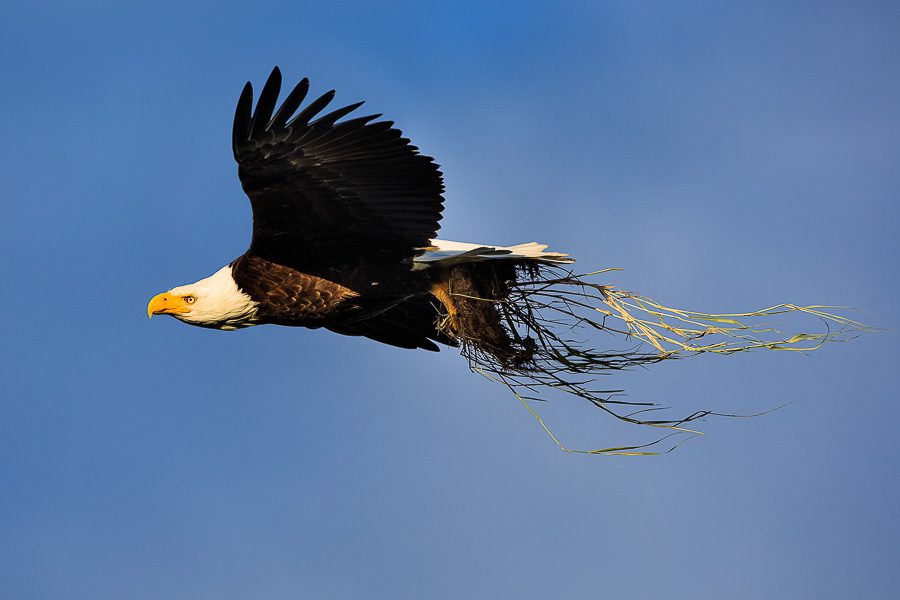 Alaska Brown Bears Photo Workshop Wildlife Photography Bald Eagle