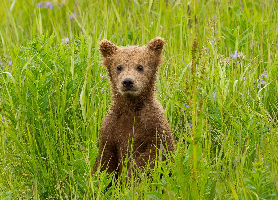 Alaska Brown Bears Photo Workshop Wildlife Photography Spring Cubs