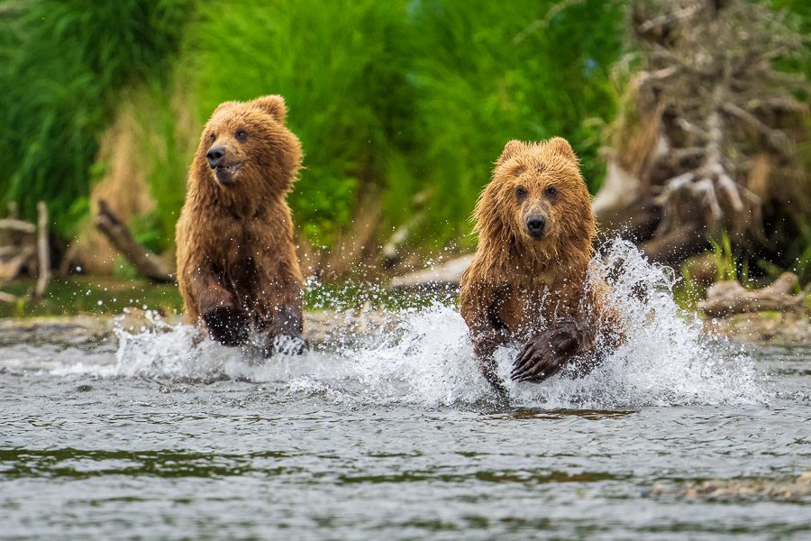 Alaska Brown Bears Photo Workshop Wildlife
