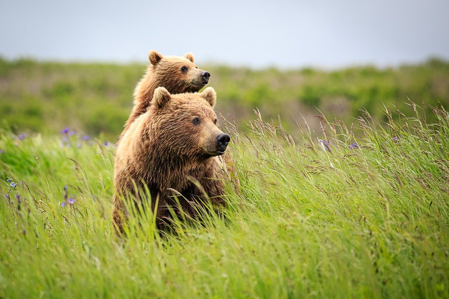 Alaska Brown Bears Photo Workshop Wildlife Photography Spring Cubs