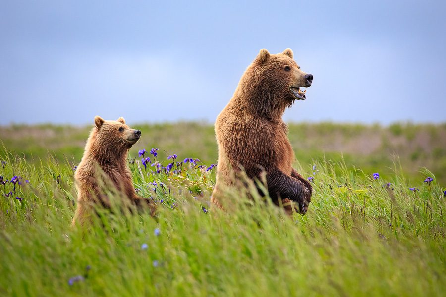 Alaska Brown Bears Photo Workshop Wildlife Photography Spring Cubs