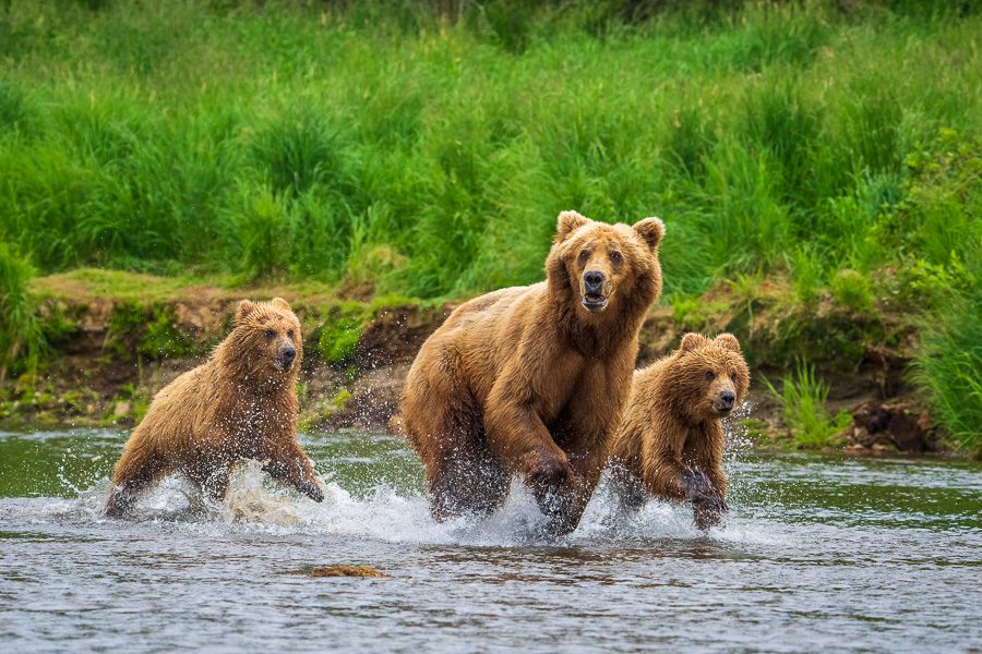 Alaska Brown Bears Photo Workshop Wildlife Photography