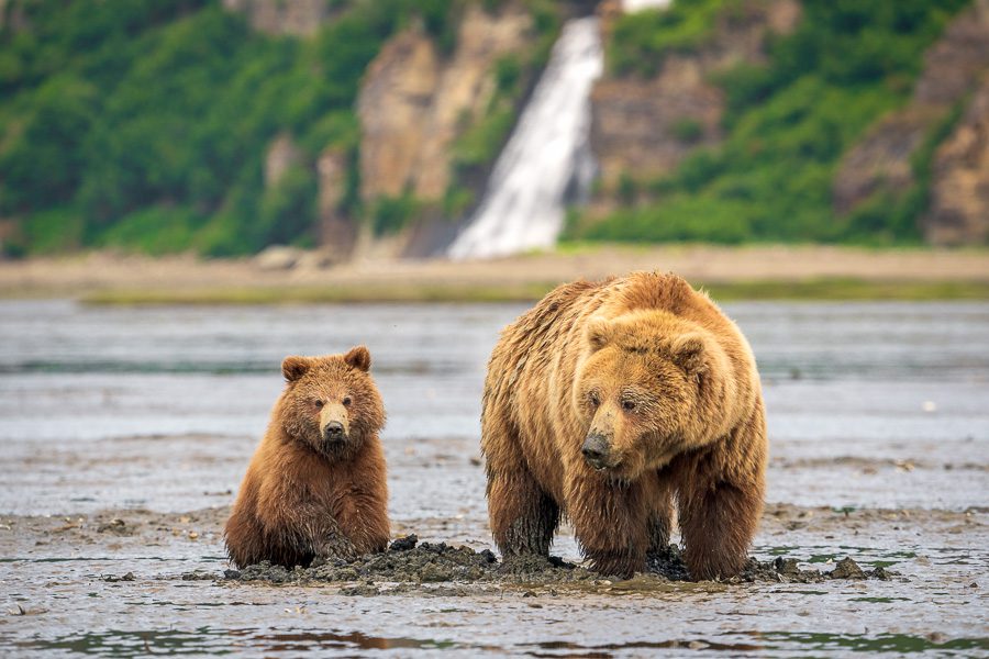 Alaska Brown Bears Photo Workshop Wildlife Photography