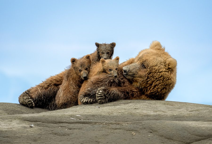 Alaska Brown Bears Photo Workshop Wildlife Photography