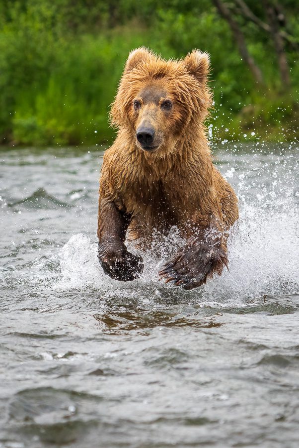 Alaska Brown Bears Photo Workshop Wildlife Photography