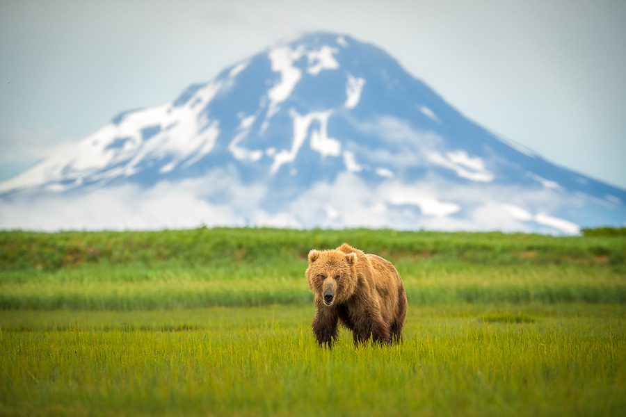 Alaska Brown Bears Photo Workshop Wildlife