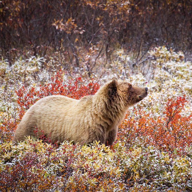 Alaska Fall Colors Photo Workshop