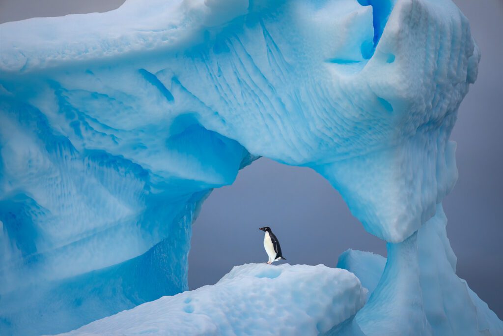 Antarctica South Georgia Falklands Photo Workshop