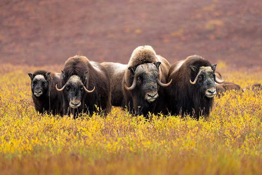 Arctic Landscapes and Wildlife Alaska Photo Workshop Fall Autumn Musk Oxen