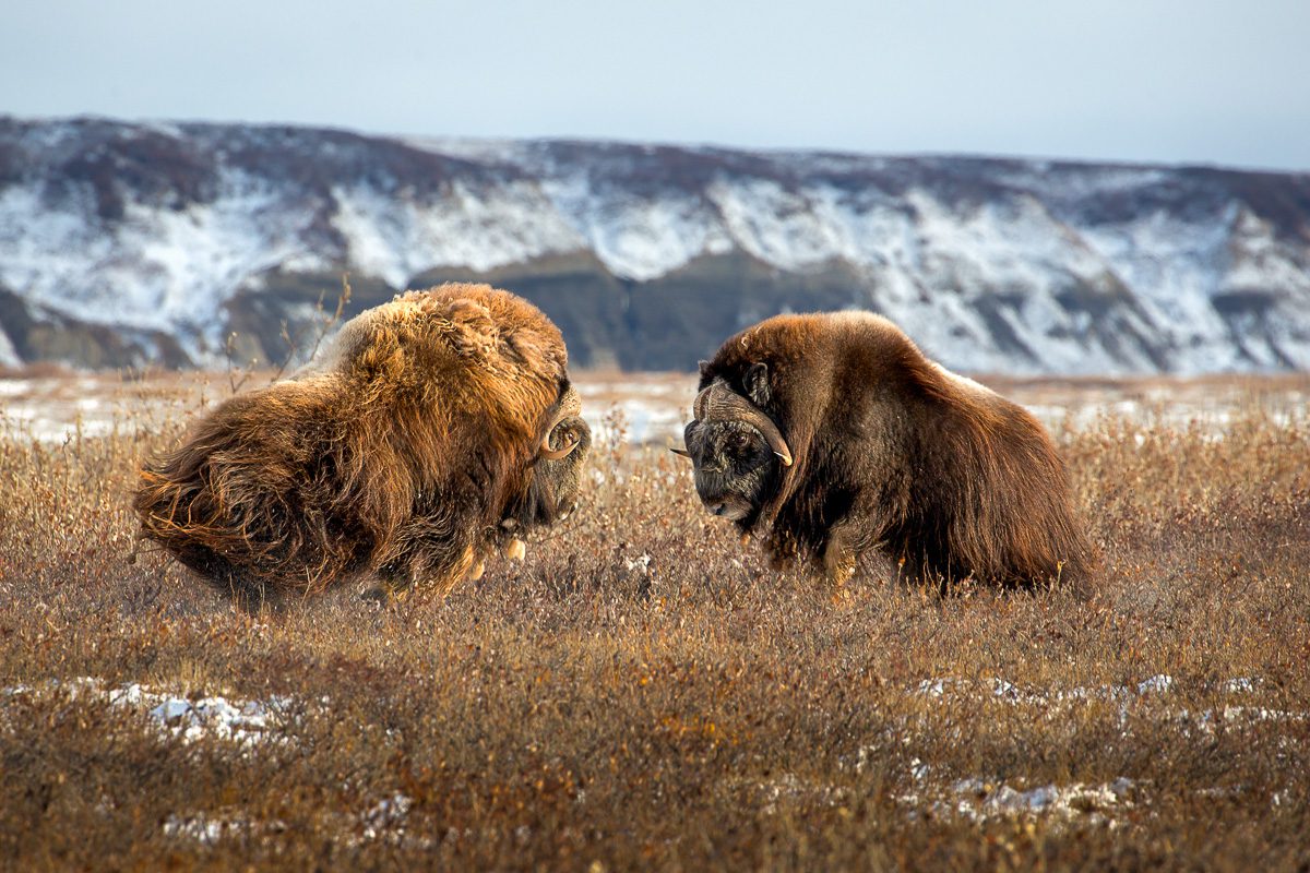 Arctic Landscapes and Wildlife Photo Workshop Alaska