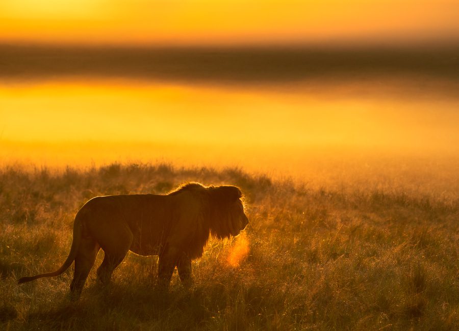 Big Cats Africa Safari David Swindler