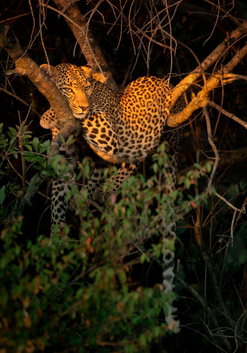 Big Cats Africa Safari Photo Workshop-19 Big Cats Africa Safari Photo Workshop