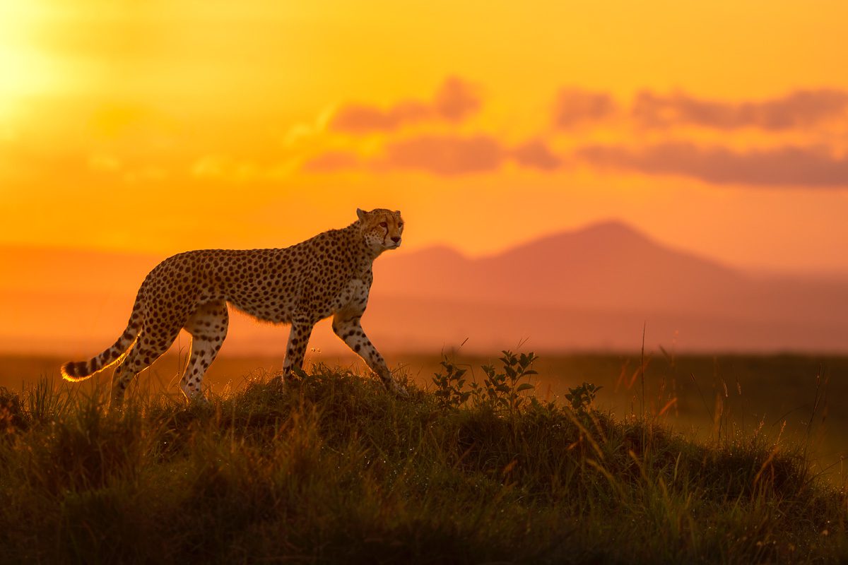 Big Cats Africa Safari Photo Workshop-20 Big Cats Africa Safari Photo Workshop
