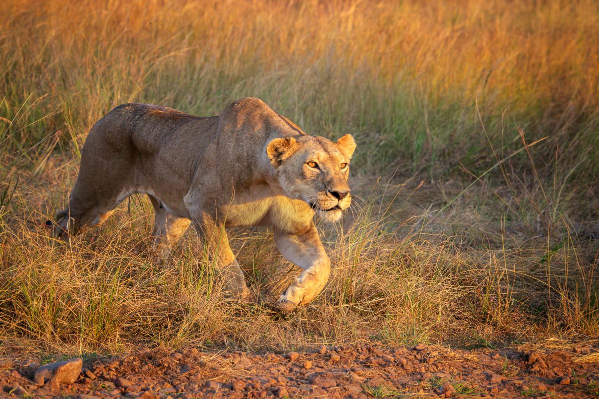 Big Cats Africa Safari Photo Workshop-8 Big Cats Africa Safari Photo Workshop