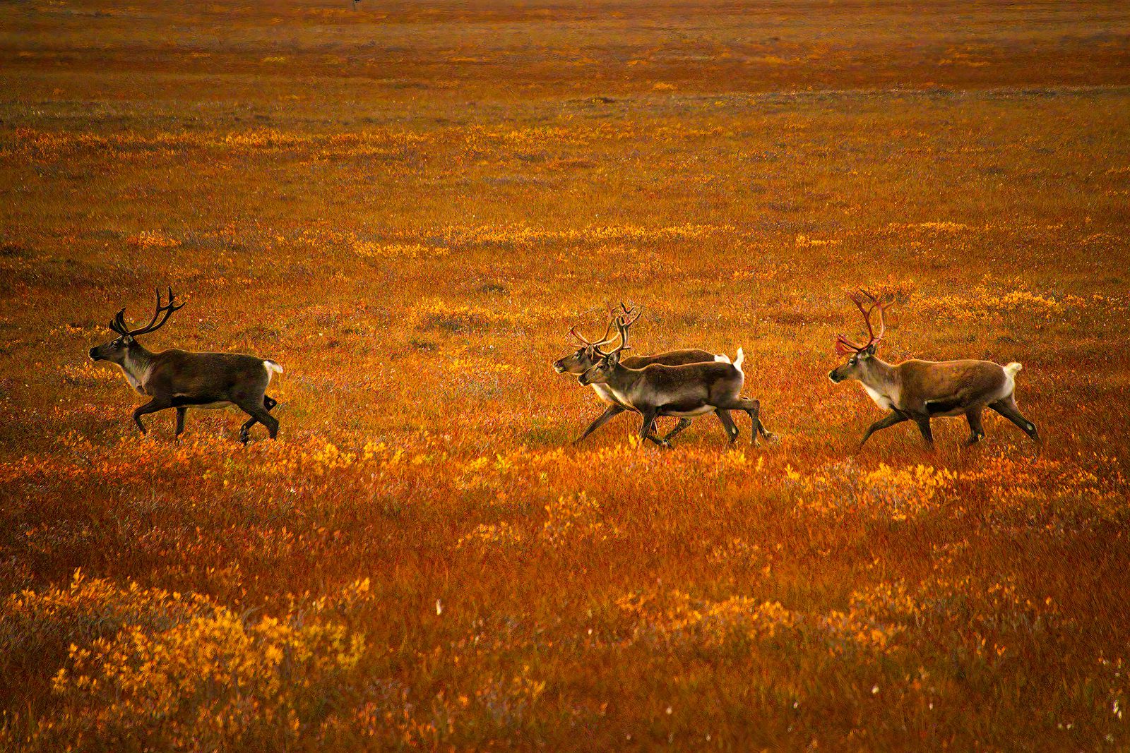 Alaska Fall Photo Workshop Arctic Wildlife Caribou