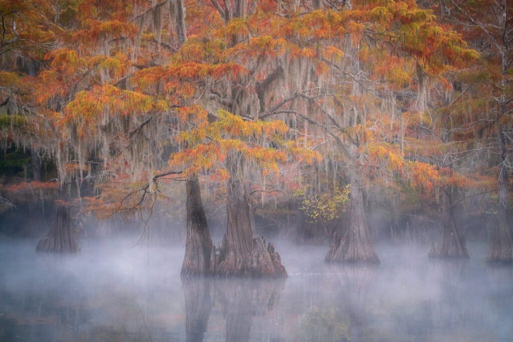 Cypress Swamps Caddo Lake Photo Workshop