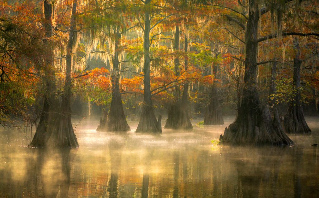 Caddo Lake Area Specific Location (Private Land)