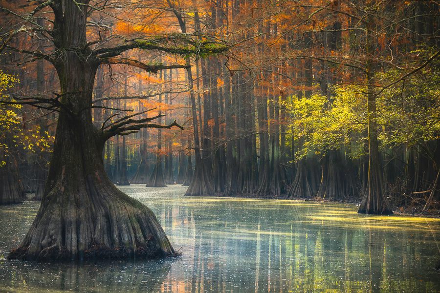 Cypress Swamps Photo Workshop Caddo Lake Texas