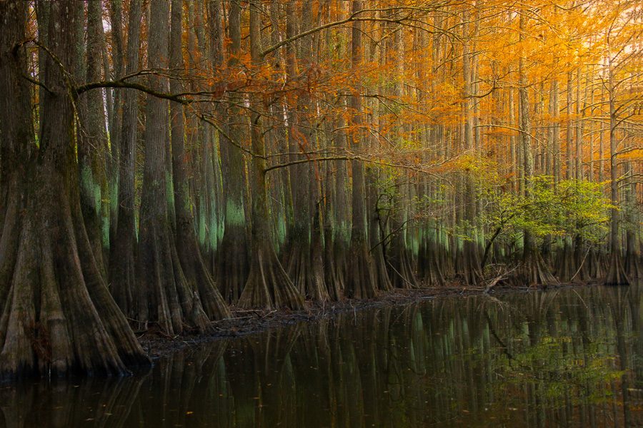 Cypress Swamps Photo Workshop Caddo Lake Texas