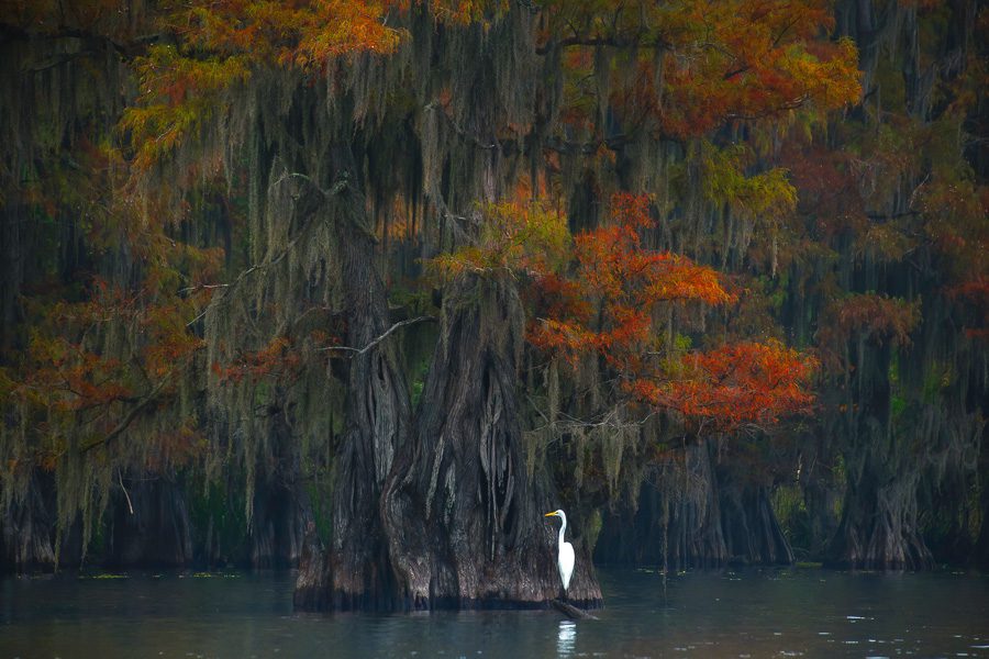 Cypress Swamps Photo Workshop Caddo Lake Texas