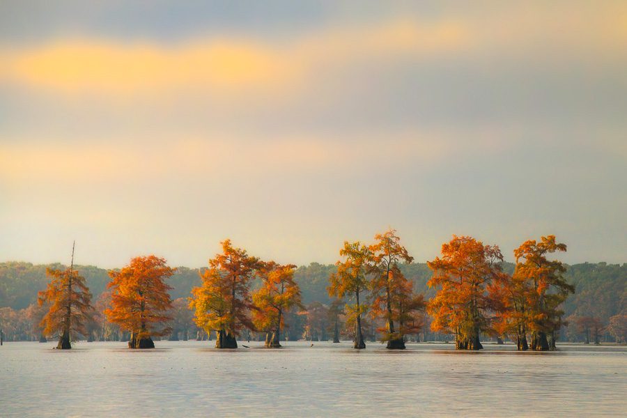 Cypress Swamps Photo Workshop Caddo Lake Texas