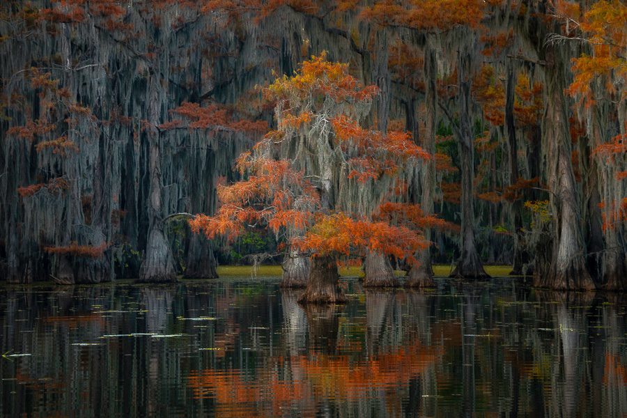  Cypress Swamp Photography, Caddo Lake Morning View with Egret  Photo Print, Texas Wall Art Home Decor, 8x10 to 24x36 : Handmade Products