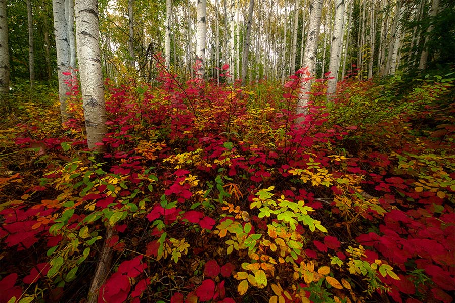 Explosions Of Red Deep In The Alaska Forest_web 2