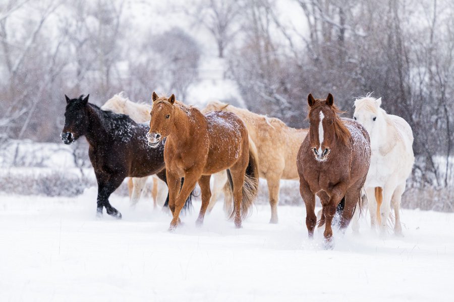 Horse Ranch Winter Photo Workshop
